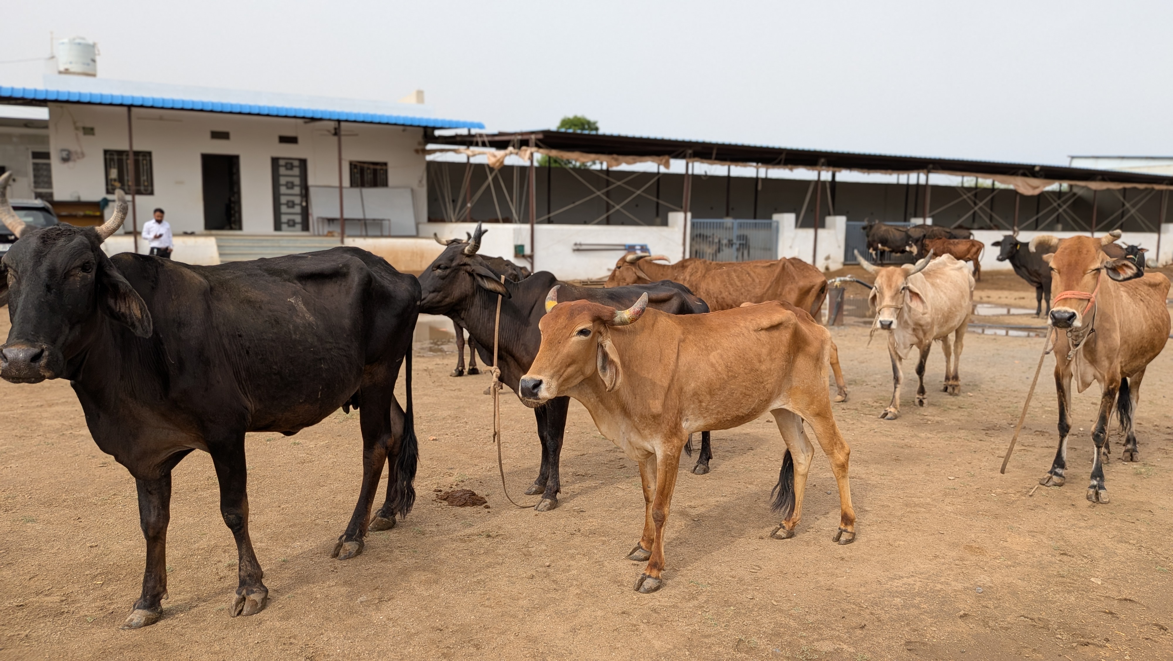 गौमाता - हमारी शान
